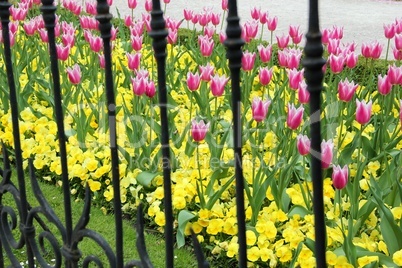 Tulpen hinter Gittern