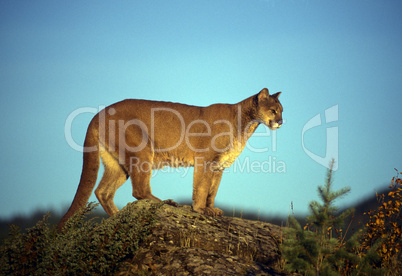 Adult mountain lion