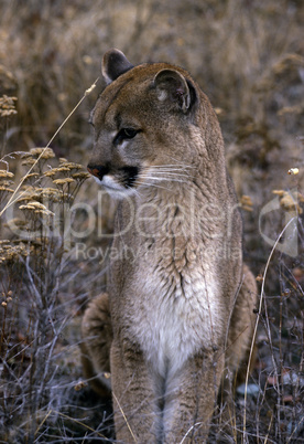 Adult mountain lion