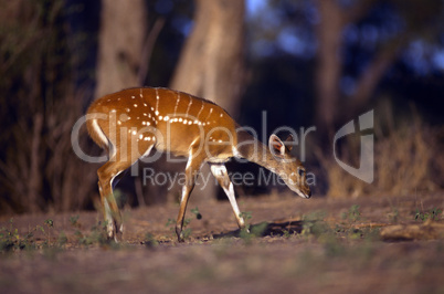 African Bushbuck Antelope