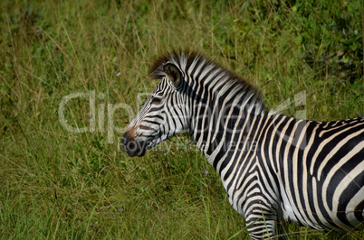 zebra