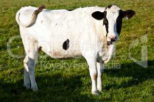 Kuh auf der Weide 608