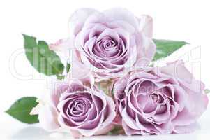 Pastel shade roses