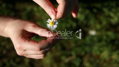Blume in der Hand