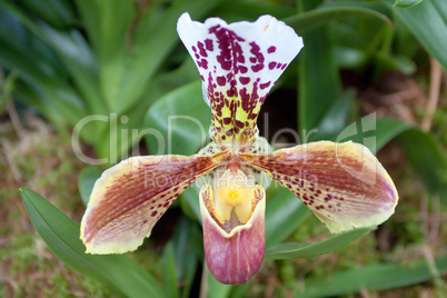 Frauenschuh - Paph. usitanum