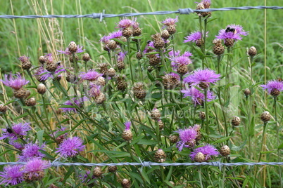 Wiesenflockenblumen