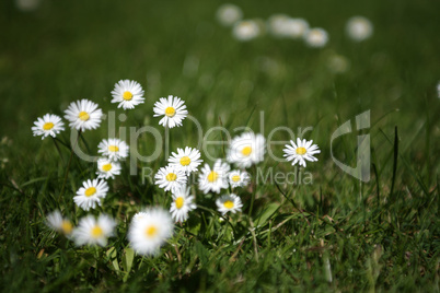 Gänseblümchen