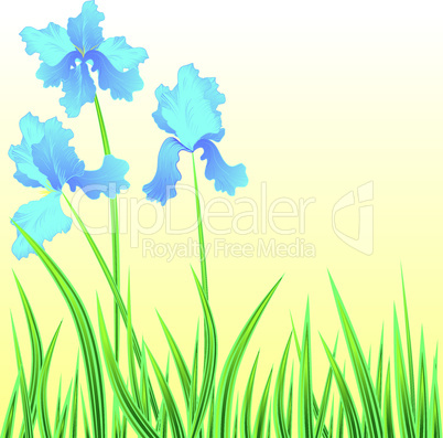 Floral background with blooming flowers iris.