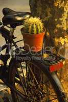 bicycle and plant