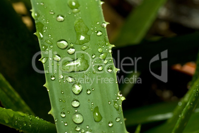 aloe vera