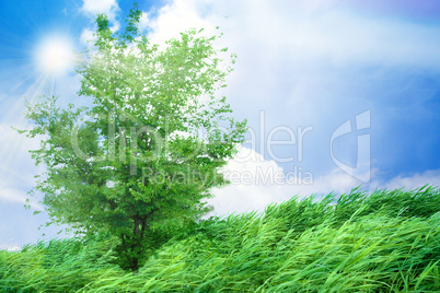 tree on the green meadow