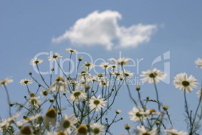 Kamille mit Wolkenhimmel