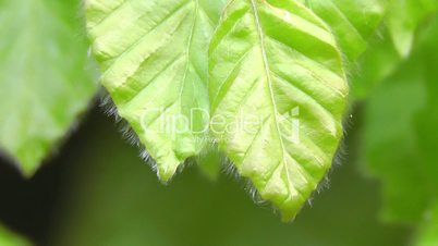 Beech leaves - Buchenblätter