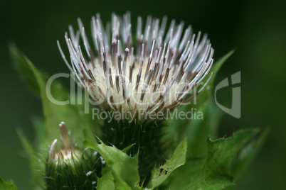 Kohlkratzdistel