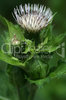 Kohl-Kratzdistel