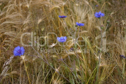 Kornblumen im Kornfeld