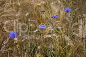 Kornblumen im Kornfeld