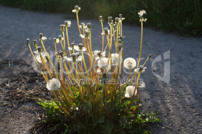 Pusteblumen im Gegenlicht