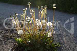 Pusteblumen im Gegenlicht