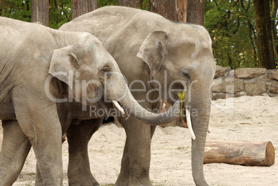 Ein Elefant füttert den anderen
