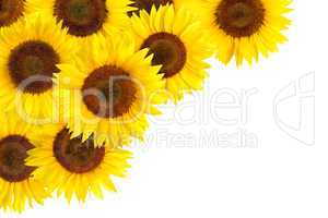 Sonnenblumen als Hintergrundverzierung