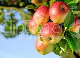Erntereife farbenfrohe Äpfel am Ast