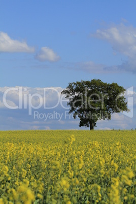 Frühlingslandschaft