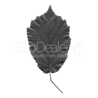 Hazelnut leaf