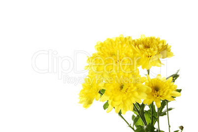 Flowers yellow chrysanthemums