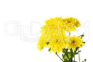 Flowers yellow chrysanthemums