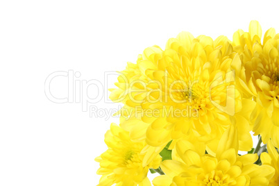 Flowers yellow chrysanthemums