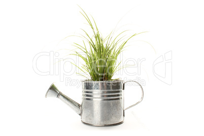 Watering with a green plant