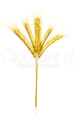 Yellow wheat