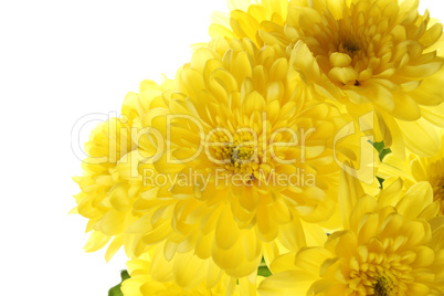 Yellow chrysanthemums