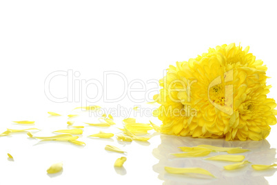 Yellow chrysanthemums