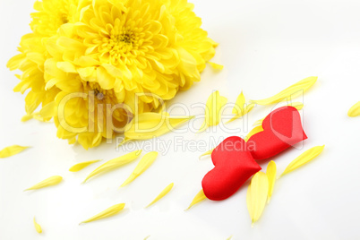 Yellow chrysanthemums with two red hearts