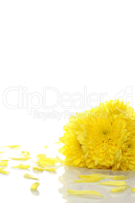 Yellow chrysanthemums