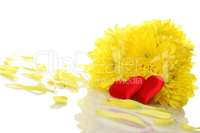 Yellow chrysanthemums with two red hearts