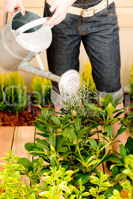 Gardening woman watering plant spring terrace