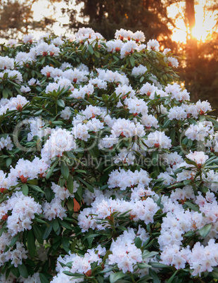 rhododendron