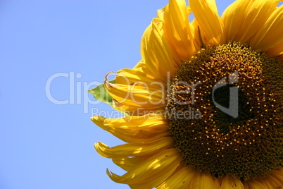 Sonnenblume