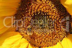 Sonnenblume mit Wespe
