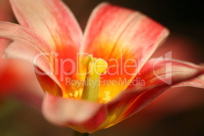 Tulpe