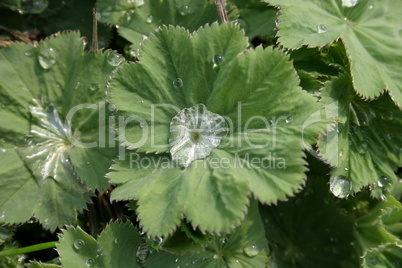 Wassertropfen auf grünen Blättern