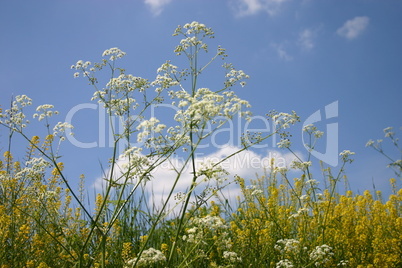 Raps an einem Wegesrand