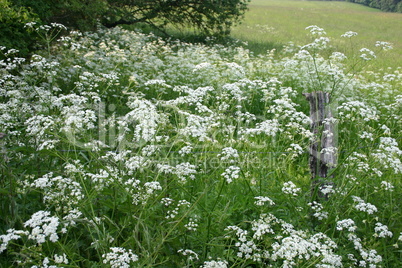 Wiesenkerbel