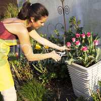 Frau schneidet Blumen im Garten