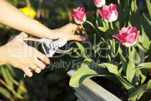 Frau schneidet Blumen im Garten