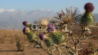 Prickly plant 26