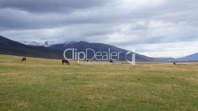Horses 16